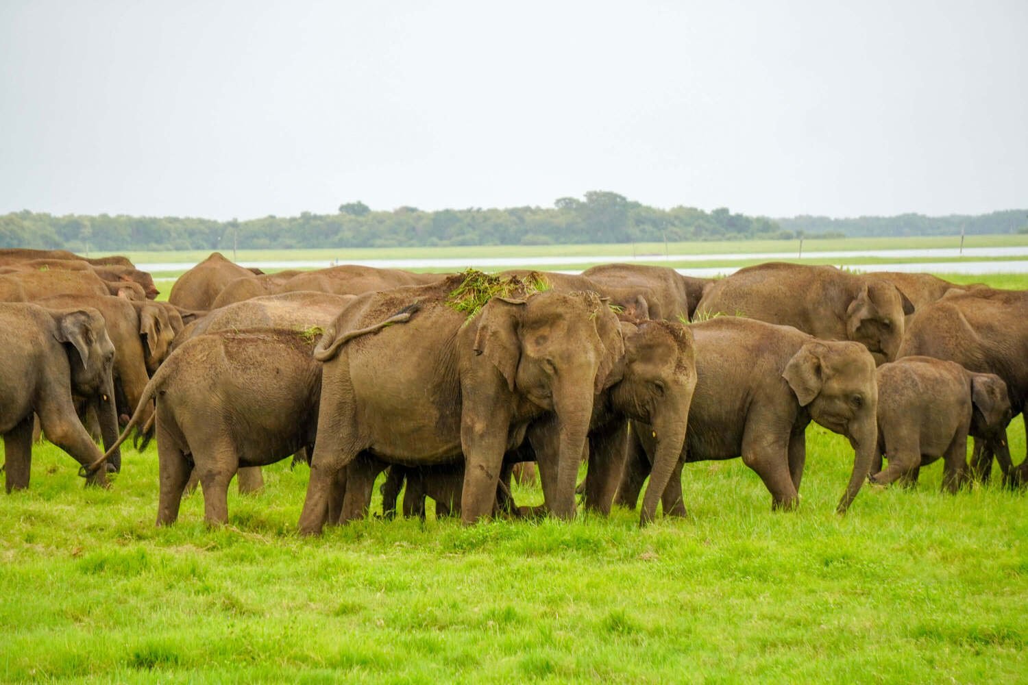 Kaudulla 06