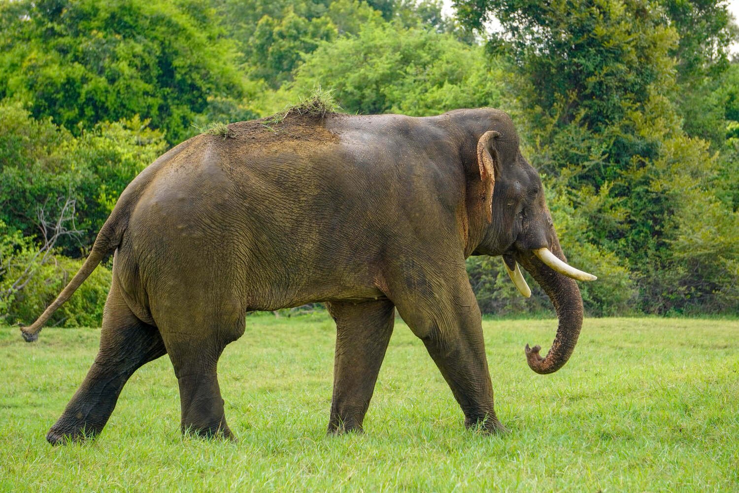 Sigiriya & Minneriya 02